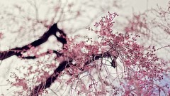 Flowers nature Trees pink flowers depth of field flowered trees