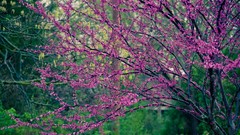 Flowers nature Trees pink flowers flowered trees