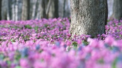 Flowers nature Trees pink flowers Wildflowers forests depth of 
