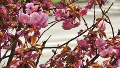 Flowers nature Trees pink purple roses Plants spring cherries 