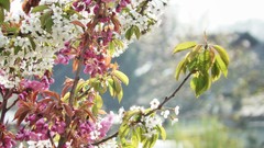 Flowers nature Trees pink white Green Plants Earth cherries 