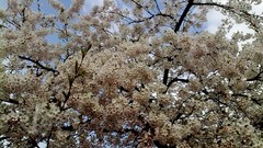 Flowers nature Trees Plants cherries blossom cherry blossoms