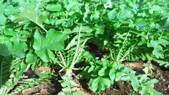 Flowers nature Trees Plants forests