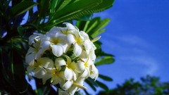 Flowers nature Trees plumeria forests