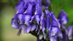 Flowers nature Trees purple flowers forests