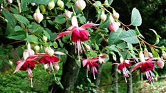 Flowers nature Trees red Green fuschia