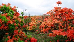 Flowers nature Trees rhododendron forests
