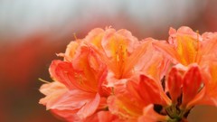 Flowers nature Trees rhododendron forests