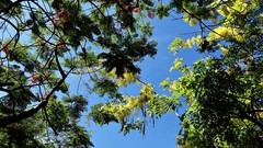 Flowers nature Trees skies