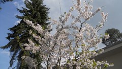 Flowers nature Trees snow Wood forests