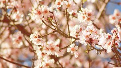 Flowers nature Trees Soul blossom