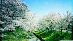 Flowers nature Trees spring flowered trees