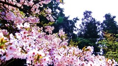 Flowers nature Trees spring pink flowers cherry blossoms