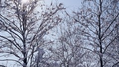 Flowers nature Trees sun