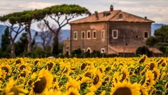 Flowers nature Trees Sunflowers houses fields yellow flowers 