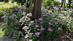 Flowers nature Trees sunlight