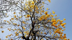 Flowers nature Trees sunlight skies
