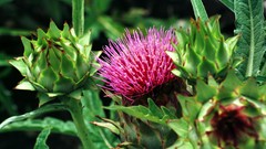Flowers nature Trees Thistles