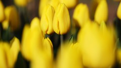 Flowers nature Trees tulips forests