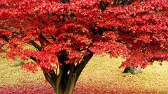 Flowers nature Trees water red spring