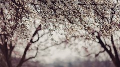 Flowers nature Trees white flowers bokeh depth of field 