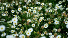 Flowers nature Trees white Green Plants Nikon