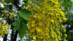 Flowers nature Trees yellow