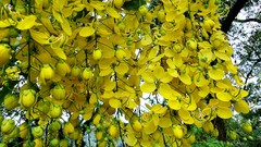 Flowers nature Trees yellow
