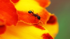Flowers nature Trees yellow forests