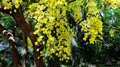 Flowers nature Trees yellow sunlight