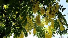 Flowers nature Trees yellow sunlight skies