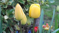 Flowers nature tulips