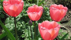 Flowers nature tulips