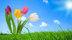 Flowers nature tulips