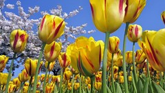 Flowers nature tulips