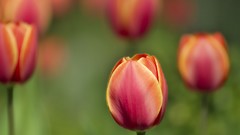 Flowers nature tulips