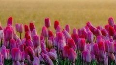 Flowers nature tulips