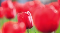 Flowers nature tulips