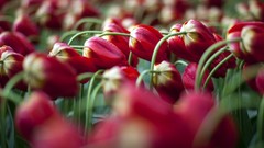 Flowers nature tulips