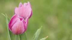 Flowers nature tulips