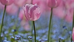 Flowers nature tulips