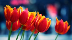 Flowers nature tulips