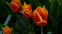 Flowers nature tulips