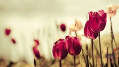 Flowers nature tulips