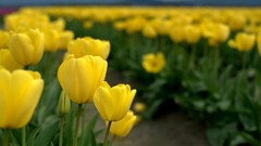 Flowers nature tulips