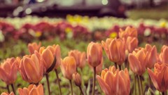 Flowers nature tulips
