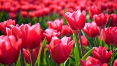 Flowers nature tulips Amsterdam Europe holland dutch The 