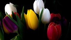 Flowers nature tulips black background