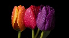 Flowers nature tulips black background water drops