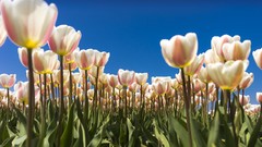 Flowers nature tulips blue skies low-angle shot